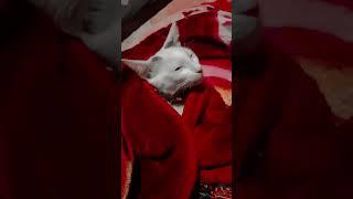 tere waste falak se #kitty #catlovers #cats #funny #mycat #catcat #catlover #catlove #kitten