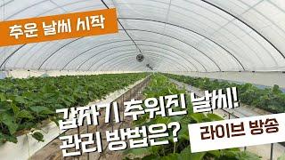 갑자기 추워진 날씨 딸기 재배 관리 방법