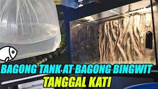 Bagong Bingwit na Isda at Bagong Aquarium - Tanggal Kati