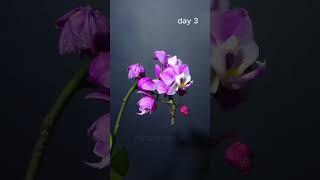 Flower blooming for 8 days, orchid flower #timelapse #plant #stem #flowers #blooming #blossom