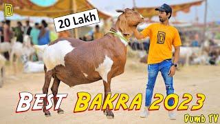 Bakra Mandi 2023 (20 lac ka Bakra) | Dumb Stories