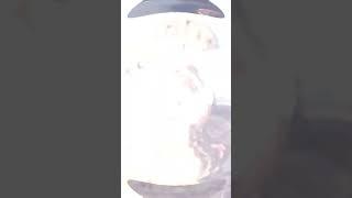 Snake head fish catch and Release#shorts