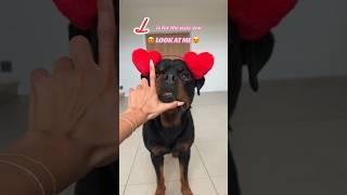 SO CUTE ️ @nalatheneedyrottie #rottweiler #valentinesday