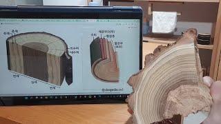 우드카빙기초 - 나무의 이해 1