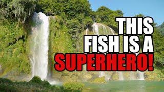 Fish climbing waterfalls better than superheroes! (Explain this evolution!)