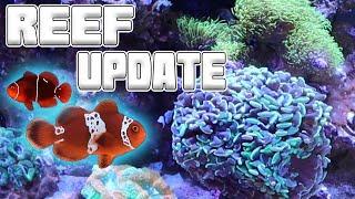 8 month Reef Tank Update and New AI Prime 16HD Setup | Tyler Nolan