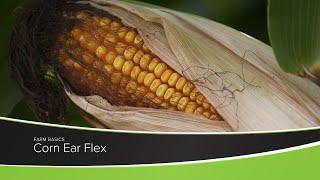 Corn Ear Flex