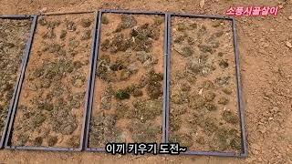 바위솔 심을때 필요한   이끼 키우기 도전~