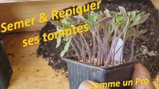 Semer & repiquer ses tomates comme un pro