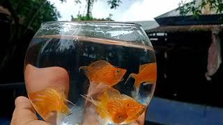 moontail balloon Molly fish