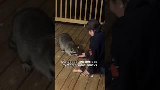 After feeding a lonely raccoon, it came as a big surprise.#raccoon #amazing #healing #shortvideo