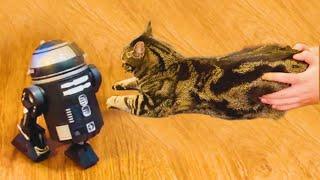 Cats Vs. Technology - Funny Animals Reaction To Gadgets and Machines || PETASTIC 