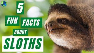 SLOTH | 5 Fun Facts About Sloths