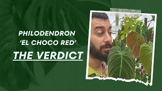 Year-Long Journey with Philodendron El Choco Red!  | The Ultimate Review 