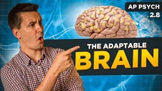 Neuroplasticity & Effects Of Psychoactive Drugs [AP Psychology Unit 2 Topic 8]