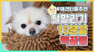 강아지 털말리기 15분끝 핵꿀템~ 아마존닷컴 타올판매부분 1위라는 극세사 펫타올 효과는? / 포메라니안 목욕 2탄