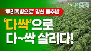 배추 뿌리혹병으로 망친 배추밭 ‘다싹’으로 다~싹 살리다!