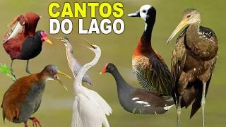 BIRD SONGS OF ITAIPU LAKE