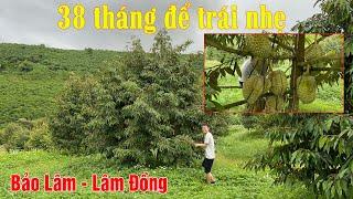 38 THÁNG ĐỂ TRÁI NHẸ QUA NĂM DỄ MANG TRÁI - VƯỜN ANH TÙNG