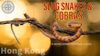 Orange & Black - Slug Snakes & Cobras