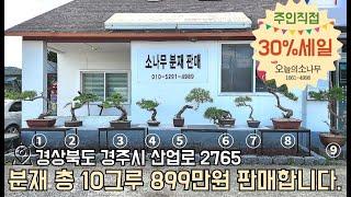 (일괄판매) 소유주 직거래 분재 / 소나무ㅣ광고문의 : 오늘의 소나무 1661-4998