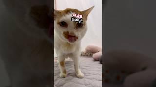 21세 노묘 메소_인플루언서냥이 얼굴 늠 꼬질_ Messy Face, Influencer Life.