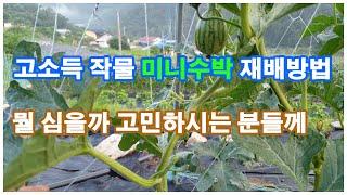 고소득 미니수박 재배방법. 애플 수박이 아닙니다