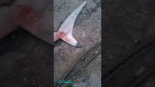 சுறா மீன் | Shark captured by cuddalore fishermen | Indian fishermen| seafood | exclusive | rare