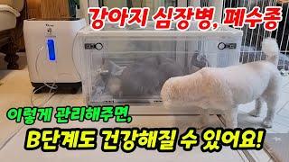 강아지 심장병 폐수종 관리, 산소방으로 미리 시작하세요! (feat. 강아지가 숨쉬기 힘들때 주인에게 보내는 신호) #강아지심장병 #강아지폐수종 #강아지산소방