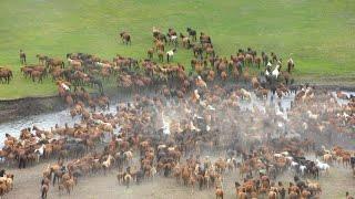 How Do American Ranchers Raise 9,2 Million Horses - American Farming