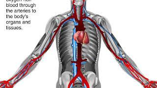 How Blood Flows through the Body Animation - Circulatory System Video