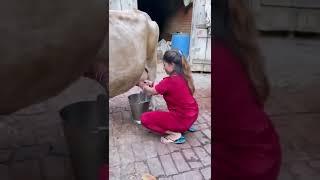 gay ka dudh