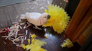 Cockatoo Mess &  A Surprise Visitor !