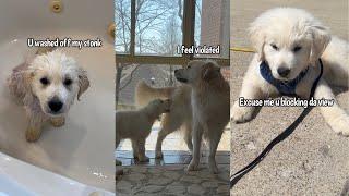Golden Retriever Puppy’s Sunday Shenanigans