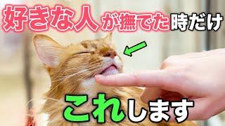 【完全版】好きな人に撫でられた時の猫の行動・しぐさ12選