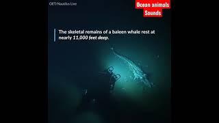 Deep sea skeleton of baleen whale. full video link on comment. love you all guys