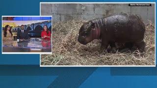 Pygmy hippo in Metro Richmond Zoo needs a name