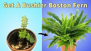 4 Essential Care Tips to Get A Healthy Boston Fern - Boston Fern Plant Care Indoor