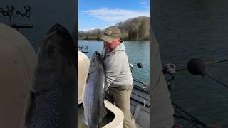 60 lb striper caught and released in Tennessee #trophyfish #stripedbass #fish #tennessee #foryou