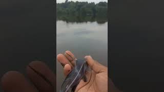 melepaskan ikan langka untuk menjaga populasi ikan di sungai.