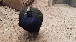 A male of Congo peacock