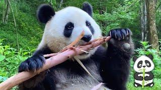 Giant Panda Eating Bamboo ASMR