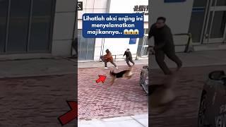 Aksi Anjing Menyelamatkan Majikannya