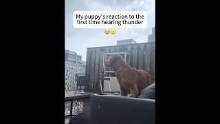 Dog’s reaction to hearing thunder #dog