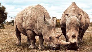 These Two Rhinos Are The Last Of Their Kind | Seven Worlds, One Planet | BBC Earth