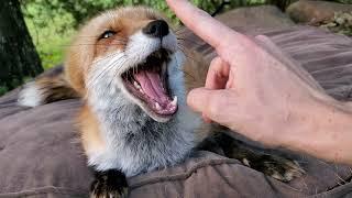 Morning fox talks ~ By Finnegan Fox and DixieDo fox