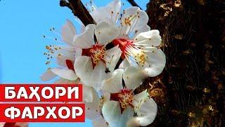 Навруз 2019: Баҳори Фархор / Bahori Farkhor / Spring in Tajikistan