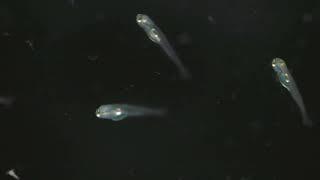 Late Psb larvae with artemia