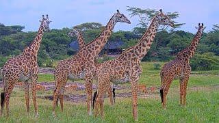 Live Safari - Masai Mara, Kenya