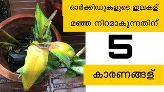 YELLOWING OF ORCHID LEAVES-5 REASONS AND SOLUTIONS IN Malayalam Ep:44